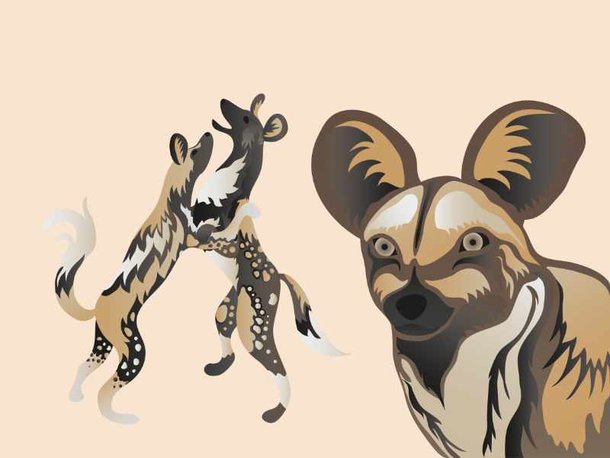 Afrikanischer Wildhund
