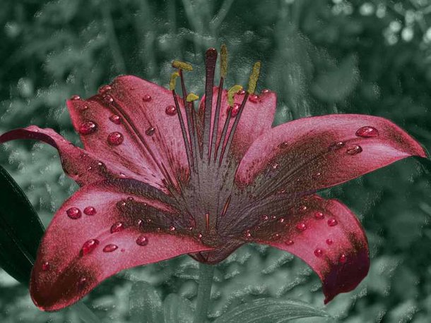 Bastis Blume