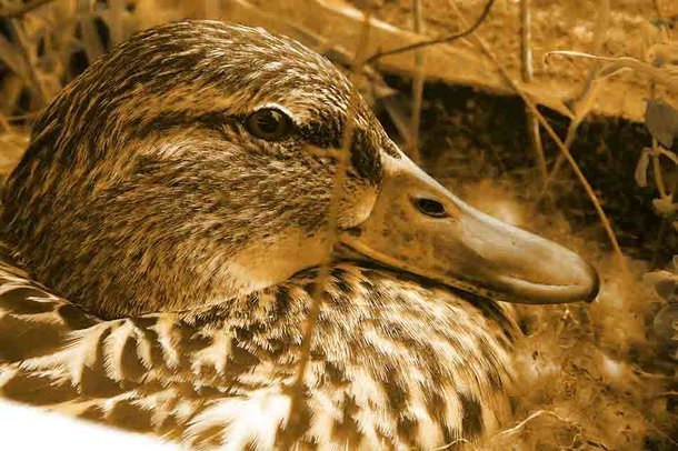 Ente im Nest