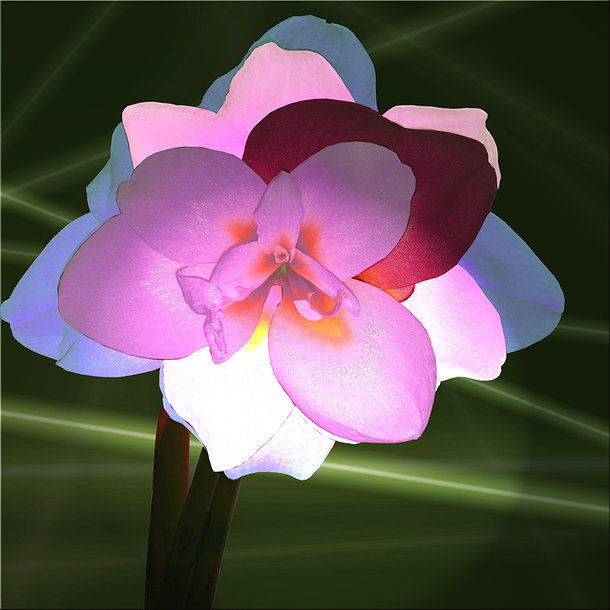 Amarilis5