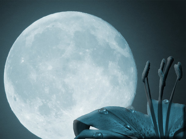 Mond und Lilie blau Richter Fotografie