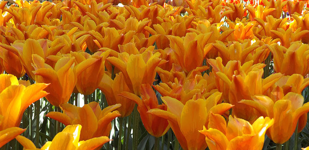Tulip Dream