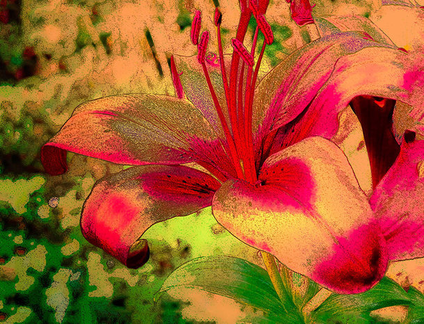 Orangeflower einzeln