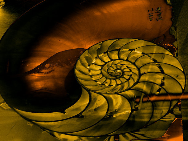 Schnecke
