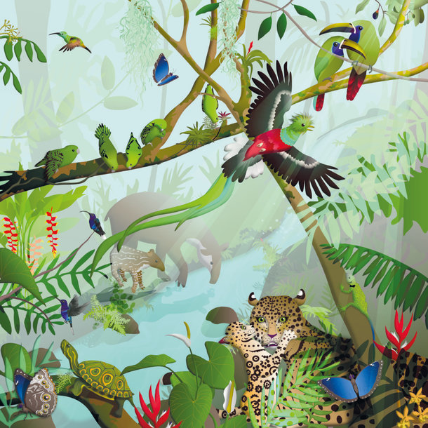 Nebelwald in CostaRica