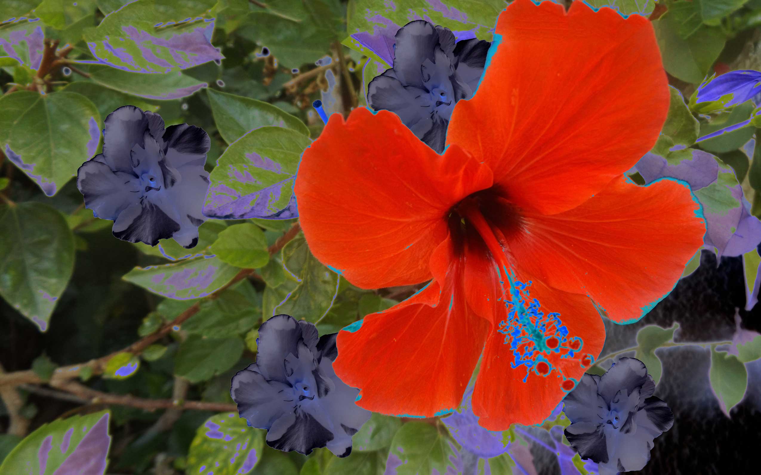 Hibiscus b