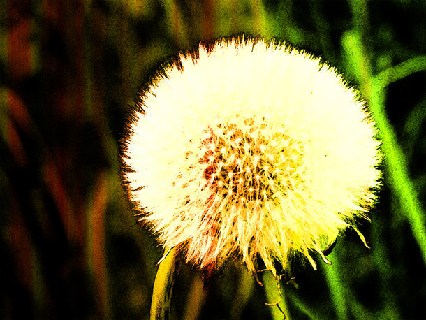 Pusteblume