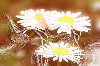 BlumenHaare
