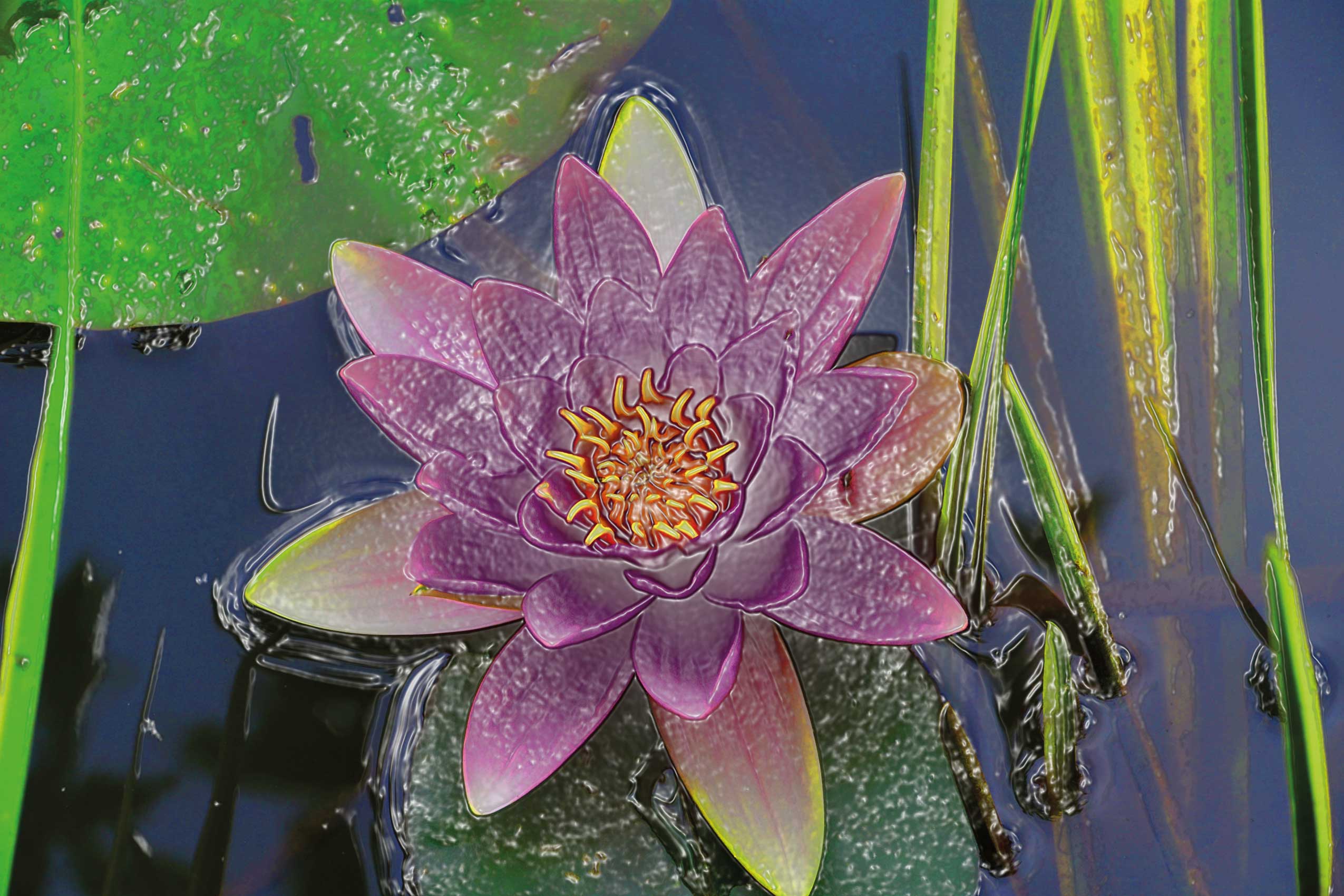 Seerose2